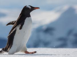 Falklands, South Georgia & Antarctica - 22 Days