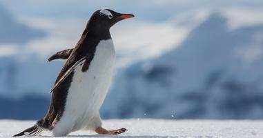 Falklands, South Georgia & Antarctica - 22 Days
