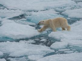Realm of the Polar Bear - 8 Days