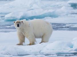Realm of the Polar Bear in Depth - 11 Days
