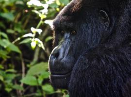 Uganda to Rwanda: Gorilla Treks & Safari Drives - 8 Days