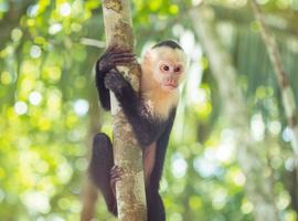 Costa Rica Family Experience - 9 Days