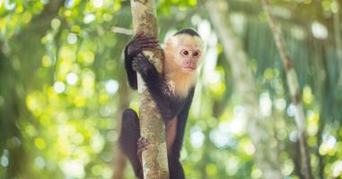 Costa Rica Family Experience - 9 Days