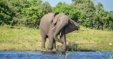 Botswana & Victoria Falls Adventure - 8 Days