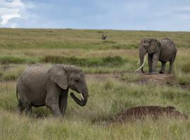 Masai & Tanzania Camping Safari - 10 Days
