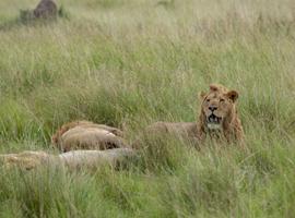 Kenya & Tanzania Camping Safari - 14 Days