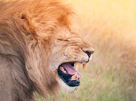 Kenya & Tanzania Camping Safari - 14 Days