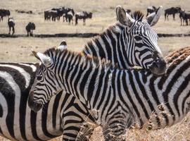 Kenya Camping Safari - 9 Days