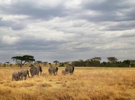 Tanzania Camping Adventure - 6 Days