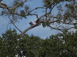 Local Living Ecuador—Amazon Jungle - 7 Days