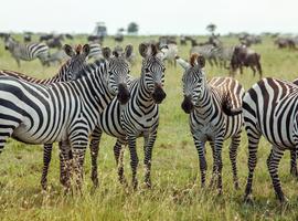 Southern Africa Encompassed: Bush Camps & Wildlife Spotting - 15 Days
