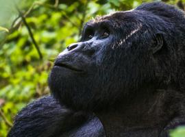 Uganda Overland: Gorillas & Chimps - 9 Days