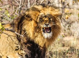 Kruger, Falls & Zimbabwe: Mineral Pools & National Parks - 8 Days