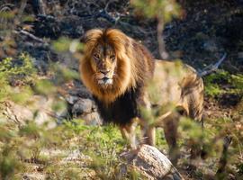 Cape Town, Kruger & Zimbabwe - 13 Days
