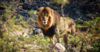 Cape Town, Kruger & Zimbabwe - 13 Days