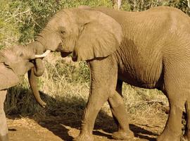 Journeys: Kenya Safari Experience - 8 Days
