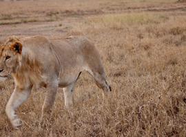 Serengeti to Victoria Falls Overland: Night Stars & Spices - 20 Days