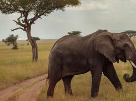 Victoria Falls & Serengeti Overland: Lakes & Landos - 20 Days