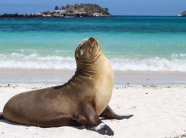 Galápagos — North, West & Central Islands aboard the Yolita - 10 Days