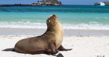 Galápagos — North, West & Central Islands aboard the Yolita - 10 Days