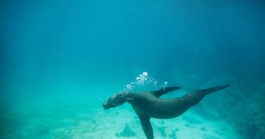 Galápagos Land & Sea — Central & South Islands aboard the Yolita - 7 Days