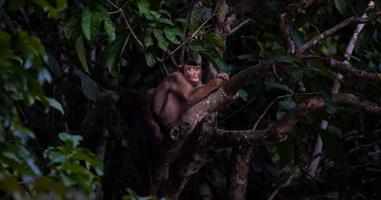 Borneo – East Sabah Adventure - 8 Days