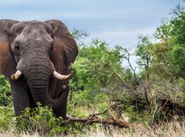 Journeys: Discover Kruger & Namibia - 16 Days