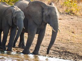 Journeys: Cape Town, Kruger & Namibia - 19 Days