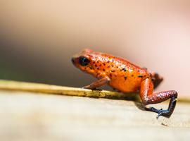 Tortuguero National Park Tour – 4-Day Independent Adventure - 4 Days