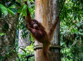Journeys: Best of Borneo - 12 Days