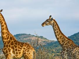 Kenya Overland: Safari Drives & National Reserves - 6 Days
