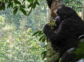 Kenya & Uganda Gorilla Overland: Forests & Wildlife Spotting - 15 Days