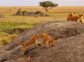 East Africa Overland: Serengeti & Safari Drives - 19 Days
