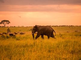 Serengeti Safari & Zanzibar - 12 Days