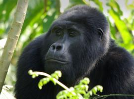 Gorilla Trek Independent Adventure - 3 Days