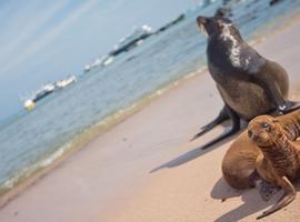 Upgraded Land Galapagos - 10 Days