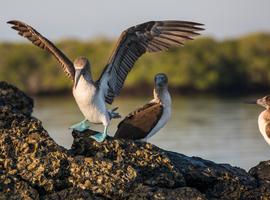 Galápagos Express Adventure: Wilderness & Wildlife - 7 Days