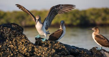 Galápagos Express Adventure: Wilderness & Wildlife - 7 Days