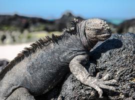 Galápagos — North & Central Islands aboard the Eden - 7 Days