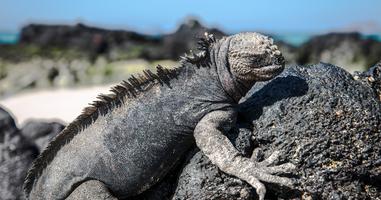 Galápagos — North & Central Islands aboard the Eden - 7 Days