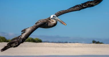 Galápagos — North, Central, & South Islands aboard the Eden - 10 Days