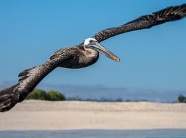 Galápagos — North, Central, & South Islands aboard the Eden - 10 Days