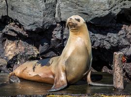 Galápagos — East, Central, & West Islands aboard the Eden - 10 Days