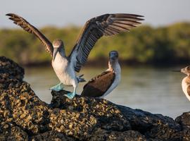 Galápagos — South & East Islands aboard the Eden - 8 Days