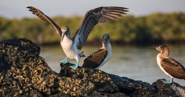 Galápagos — South & East Islands aboard the Eden - 8 Days
