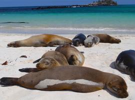Galápagos — West & Central Islands aboard the Eden - 8 Days