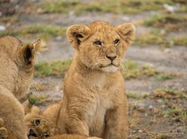 Tanzania Family Journey: A Serengeti Safari - 8 Days