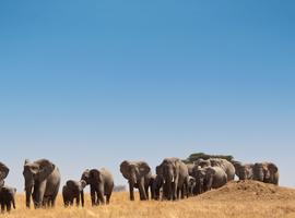 Journeys: Kenya & Tanzania Safari - 14 Days