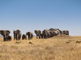 Journeys: Kenya & Tanzania Safari - 14 Days