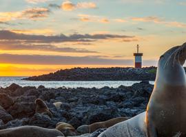 Galápagos – Central and East Islands aboard the Reina Silvia Voyager (Cruise Only) - 8 Days
